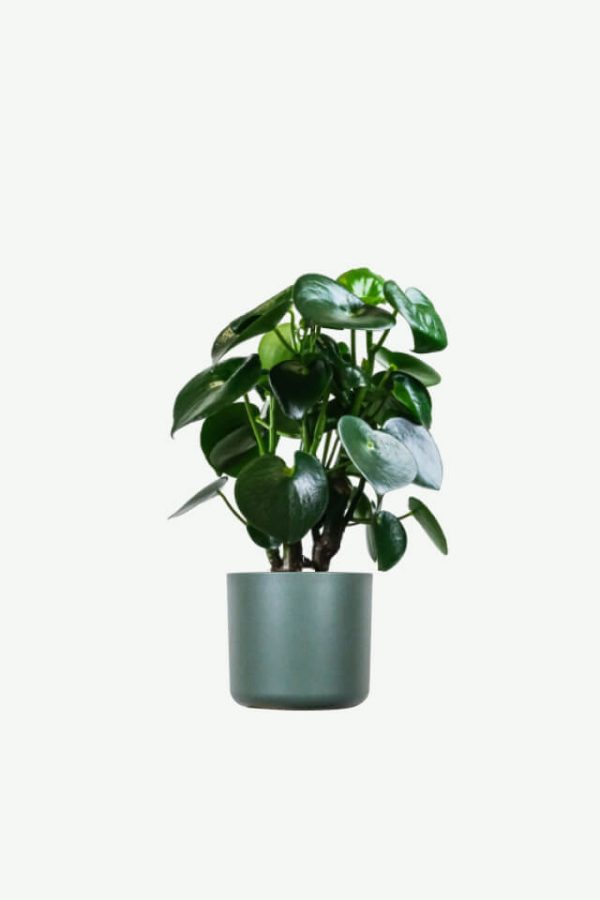 Ficus Decora Cabernet